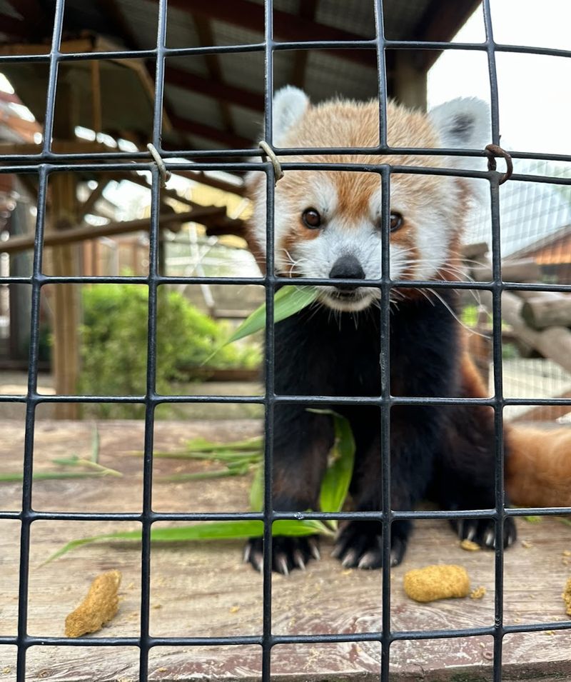 The Walk-Through Village and Animal Exhibits