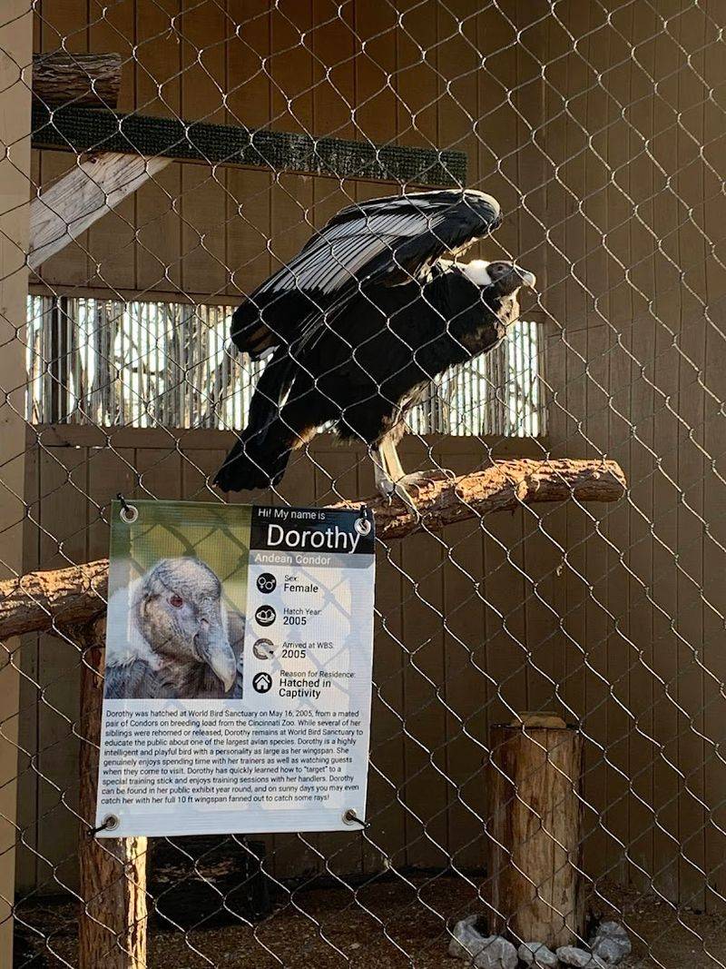 The White-Necked Raven and Other Personalities