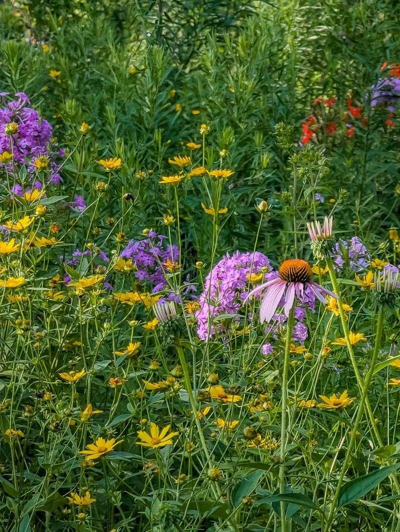 The Whitmire Wildflower Garden Is Pure Magic in Bloom