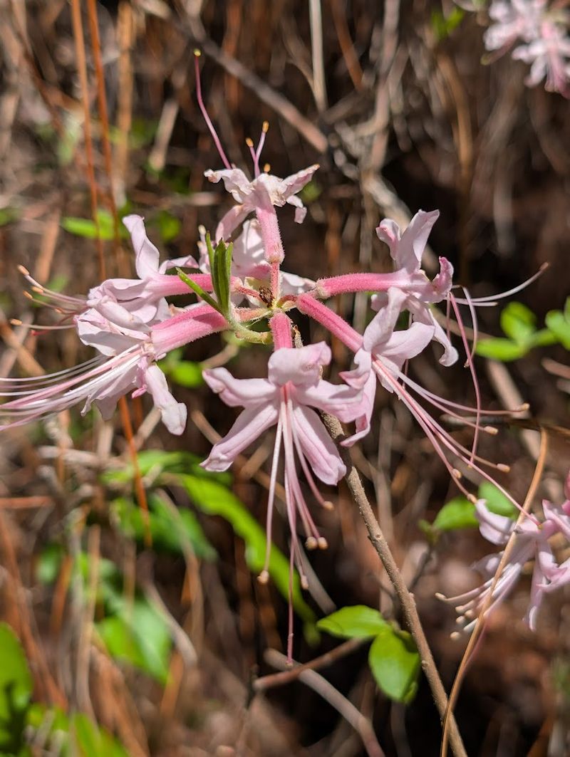 The Wild Azalea Blooms That Give This Trail Its Name The Wild Azalea Blooms That Give This Trail Its Name