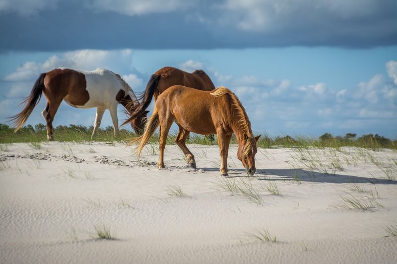 The Wild Horses: Legends With Hooves