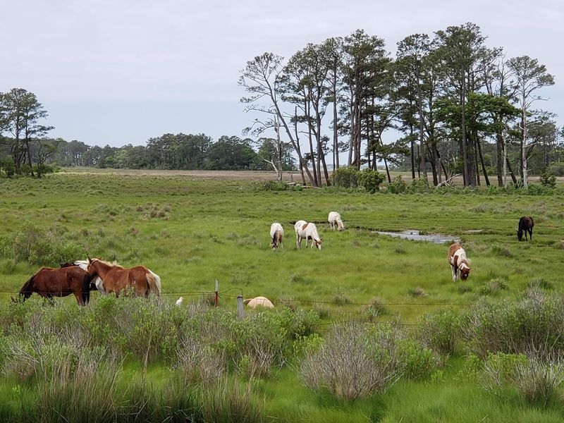 The Wild Ponies of Assateague Island The Wild Ponies of Assateague Island