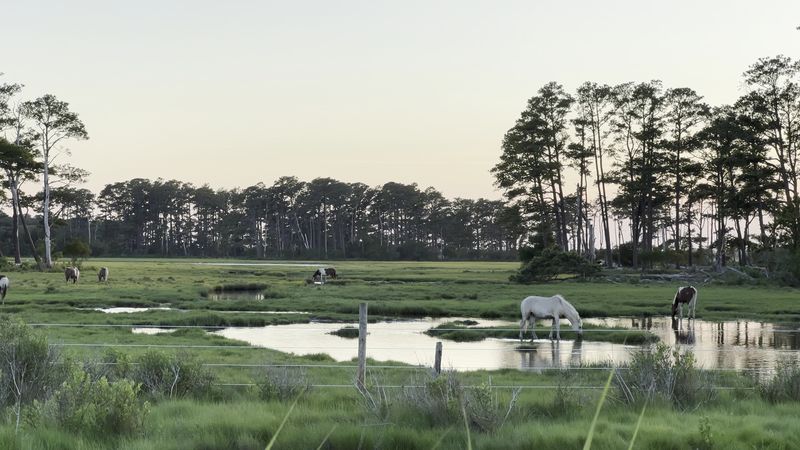 The Wildlife Loop Trail for Pony Spotting The Wildlife Loop Trail for Pony Spotting