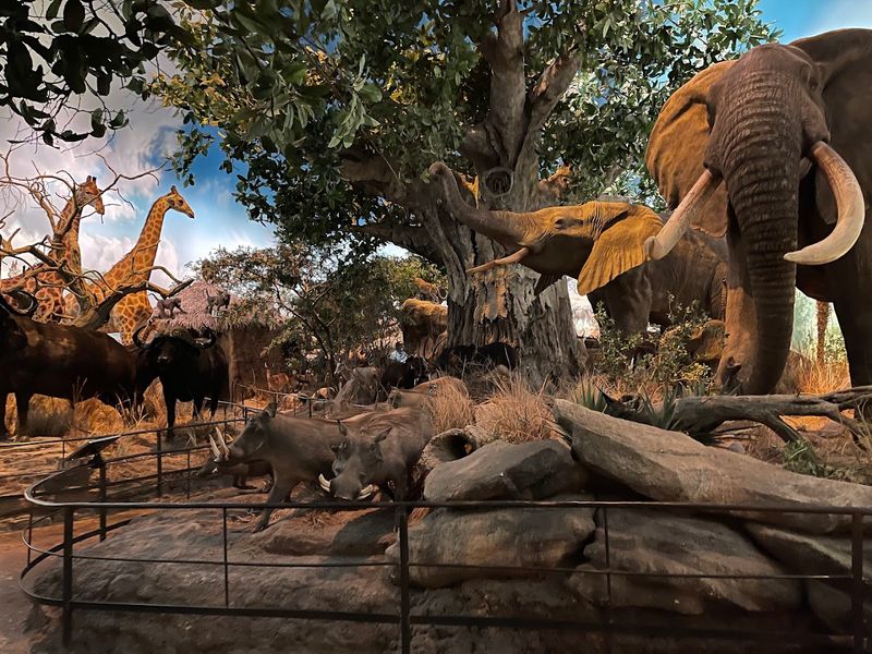 The Wildlife Museum Exhibits