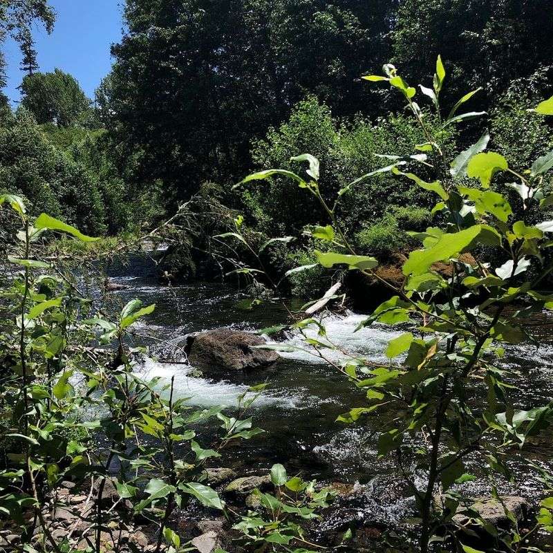 The Willamette National Forest Setting Around the Springs