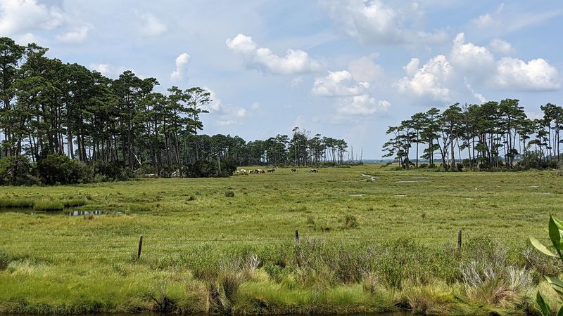 The Woodland Trail and Its Pony Overlook The Woodland Trail and Its Pony Overlook