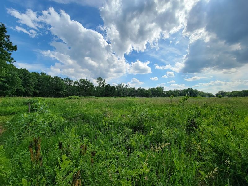 A Rare Sand Prairie Ecosystem That Once Dominated The Region