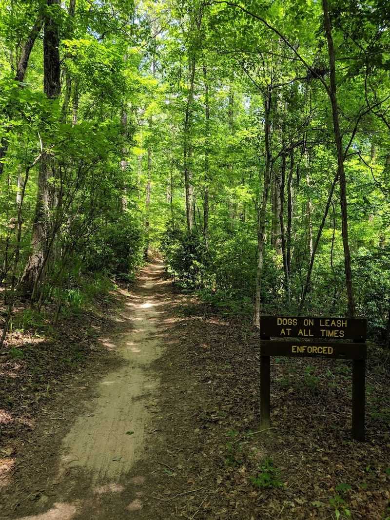 Peaceful Trails Wind Through Untouched Forest Peaceful Trails Wind Through Untouched Forest