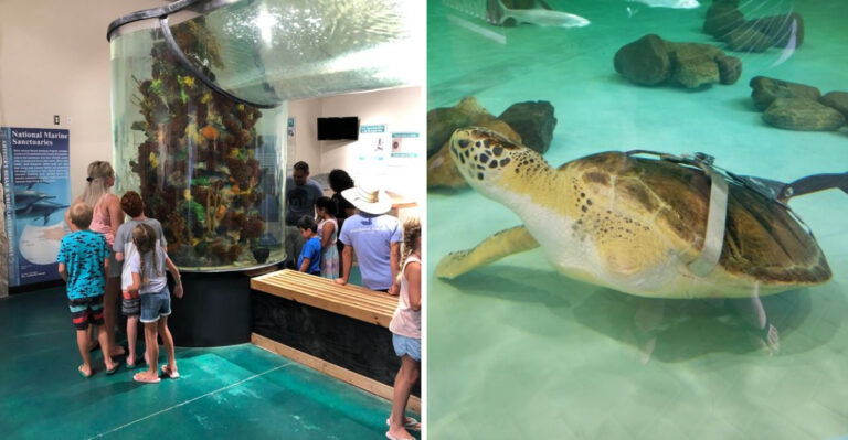 Sea Turtles Rescued This Texas Rescue Center Is Giving Sea Turtles a Second Chance at Life ...