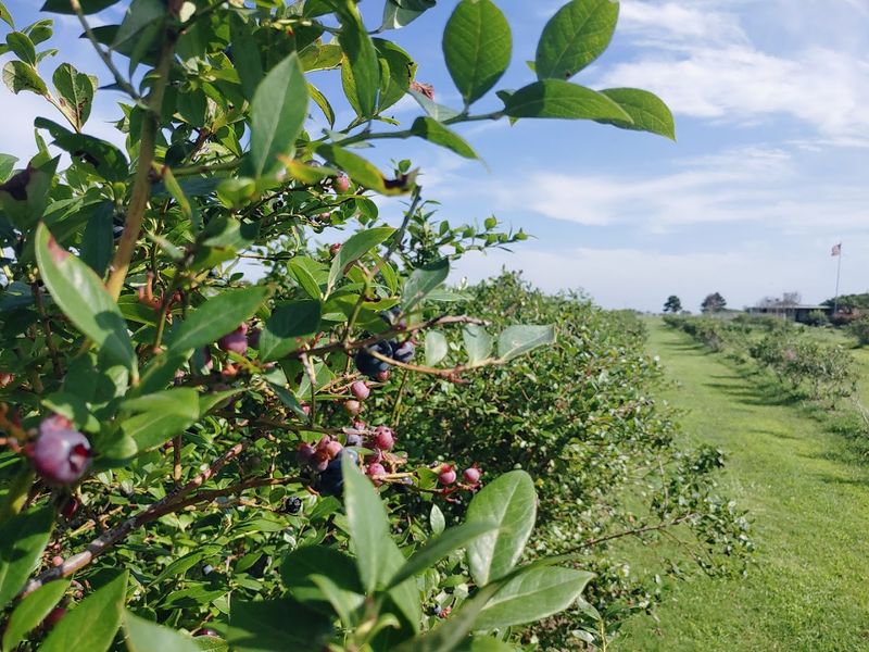 Thunderbird Berry Farm, Broken Arrow