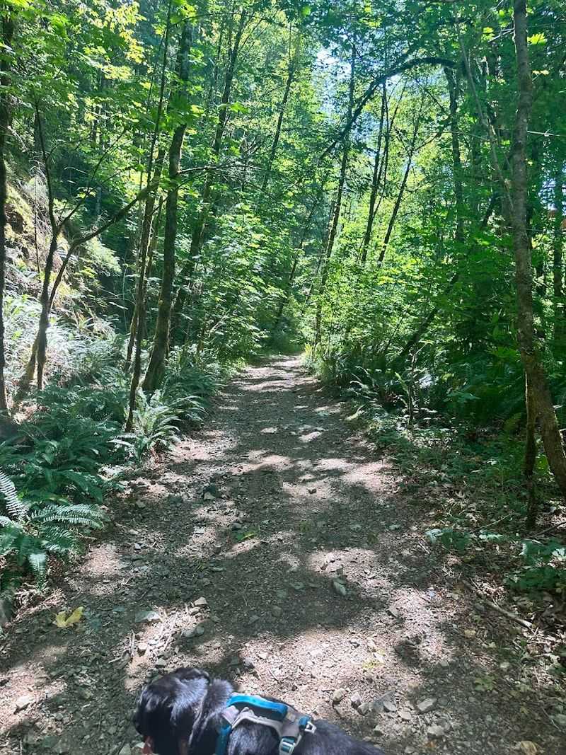 Tips for Visiting Boulder Creek Trail and the Sweet Home Area