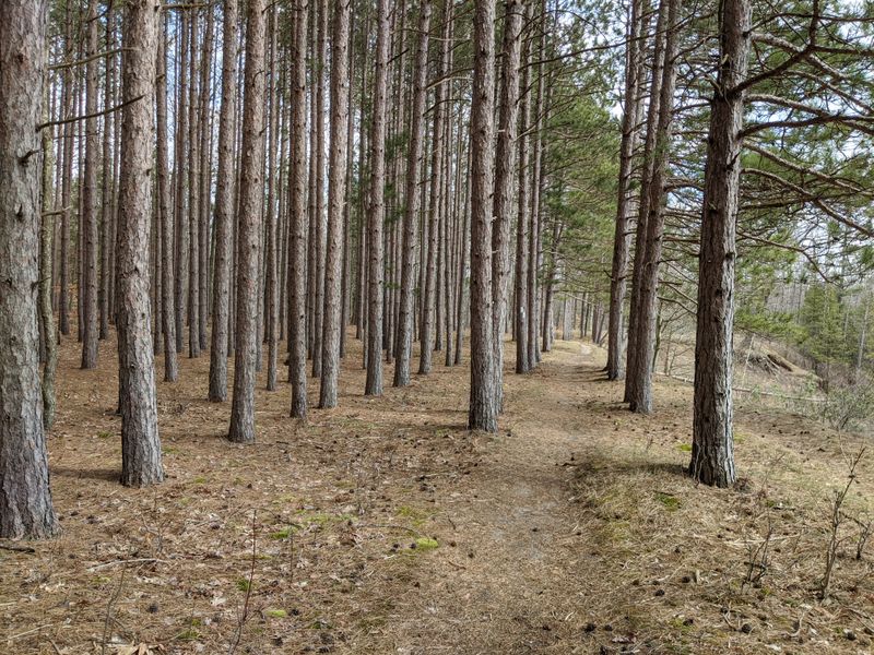 Huron-Manistee National Forests