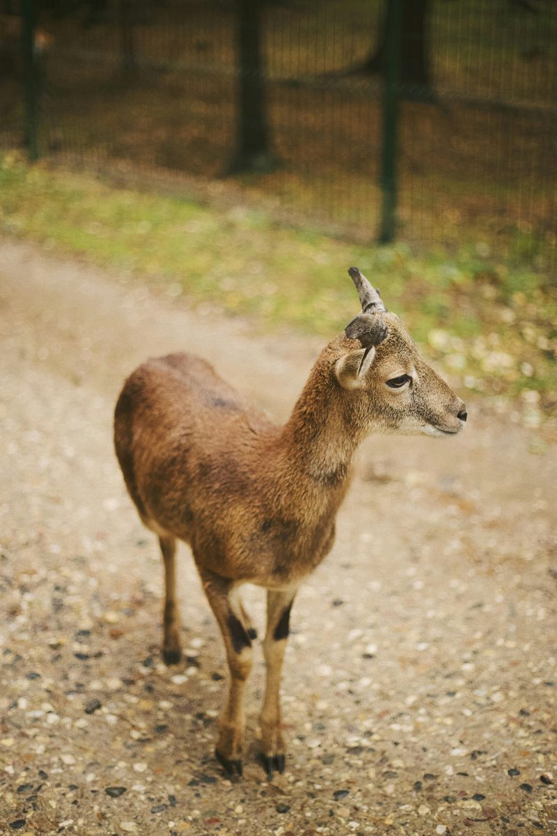 Wildlife Stress From Human Presence