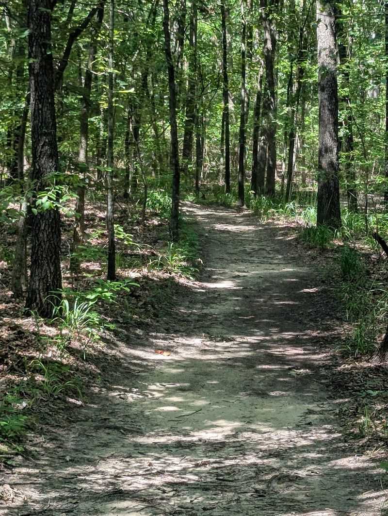 Trails That Wind Through Oak Forest and Open Sky