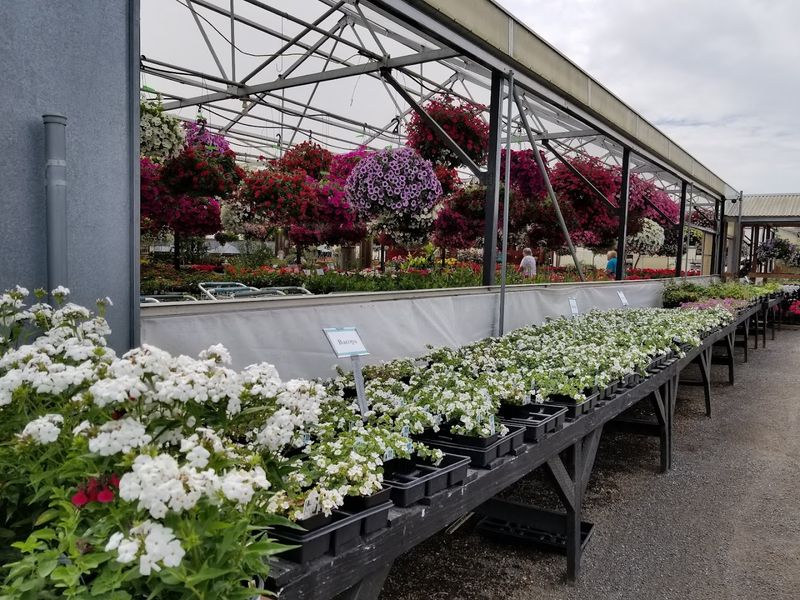 Trees, Shrubs, and a Huge Rose Selection Trees, Shrubs, and a Huge Rose Selection
