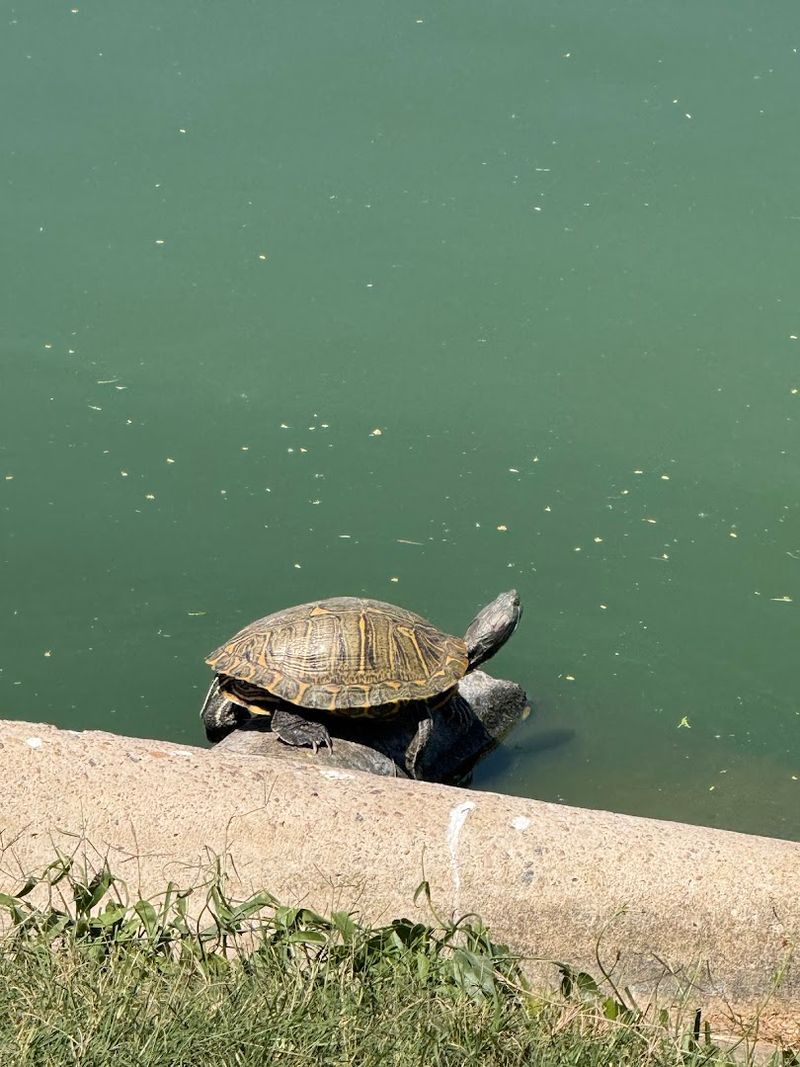 Turtles, Dragonflies, Lizards, and the Other Residents Worth Noticing