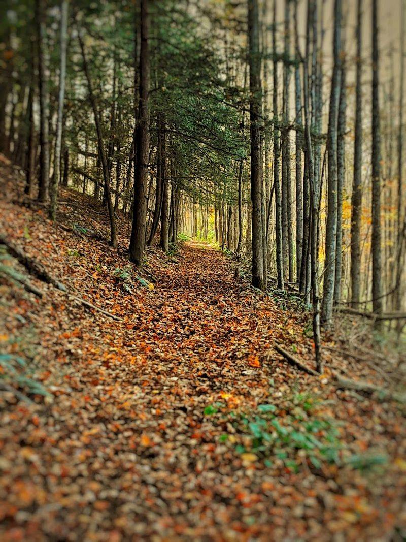 Twin Oaks Trail at Twin Falls Resort State Park, West Virginia