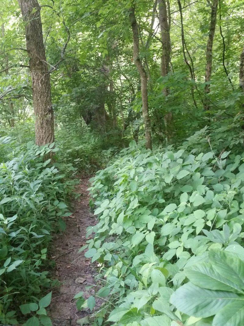 Two Hiking Trails Through Beautiful Wooded Terrain Two Hiking Trails Through Beautiful Wooded Terrain