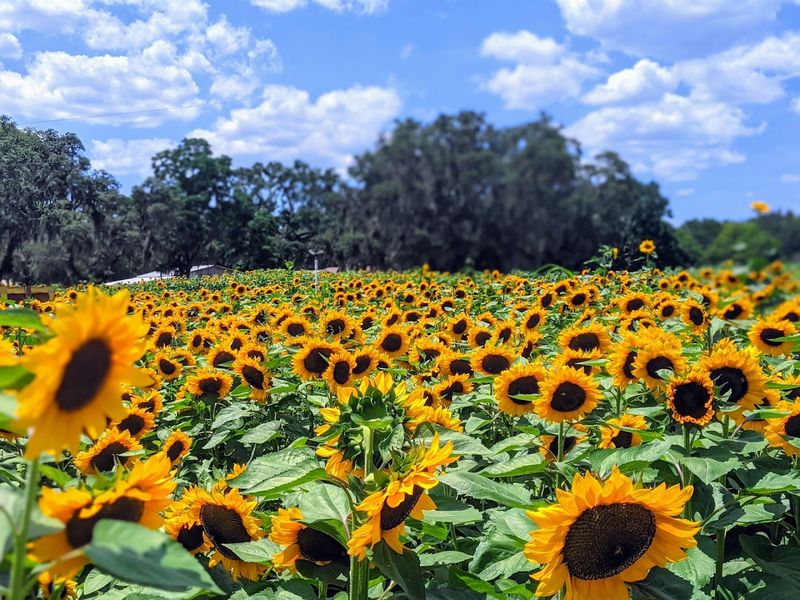 U-Pick Sunflower Fields That Will Genuinely Take Your Breath Away