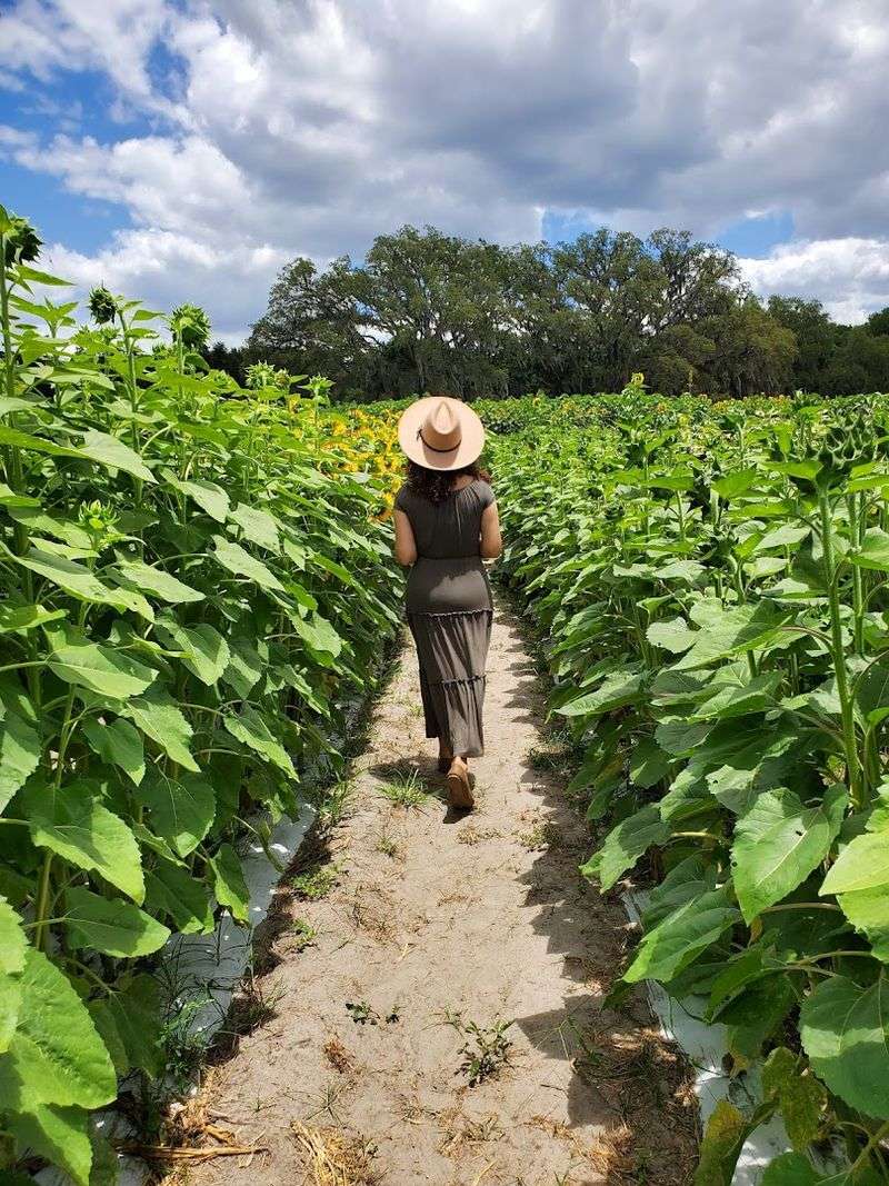 U-Pick Vegetables And Fresh Farm Finds You Can Take Home