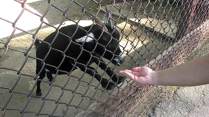A Hidden Gem Worth the Drive: Final Thoughts on Lupa Zoo