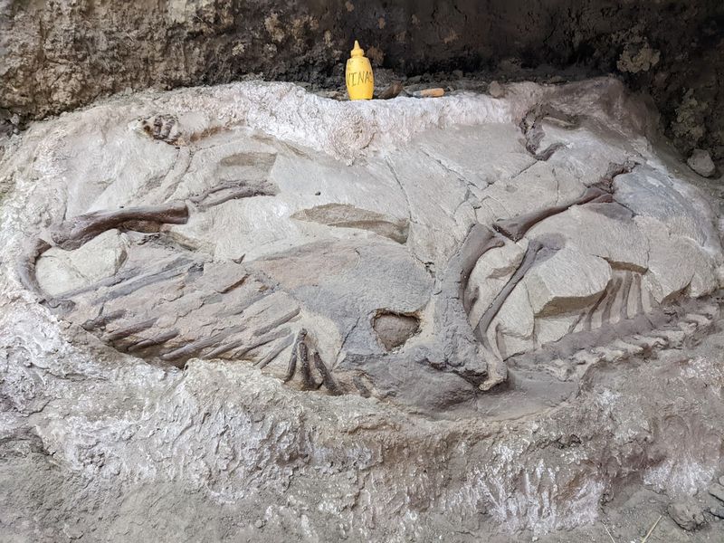 Visitor Center Fossils and the Triceratops Skull That Steals the Show