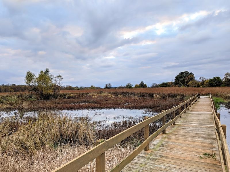 Walk Right Through a Real Wetland Ecosystem