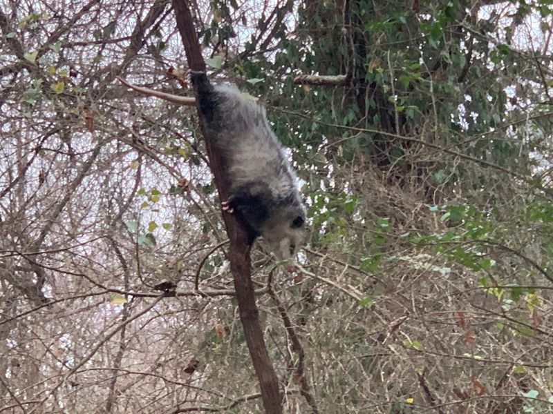 Wildlife You Might Spot Along the Way