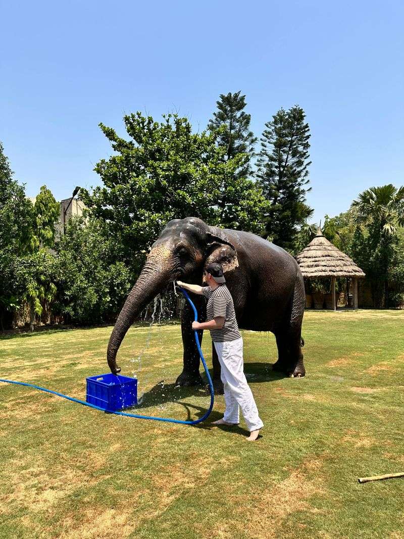 Washing African Elephants Up Close