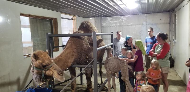 Watch the Milking Process and Discover What Makes Camel Milk So Special