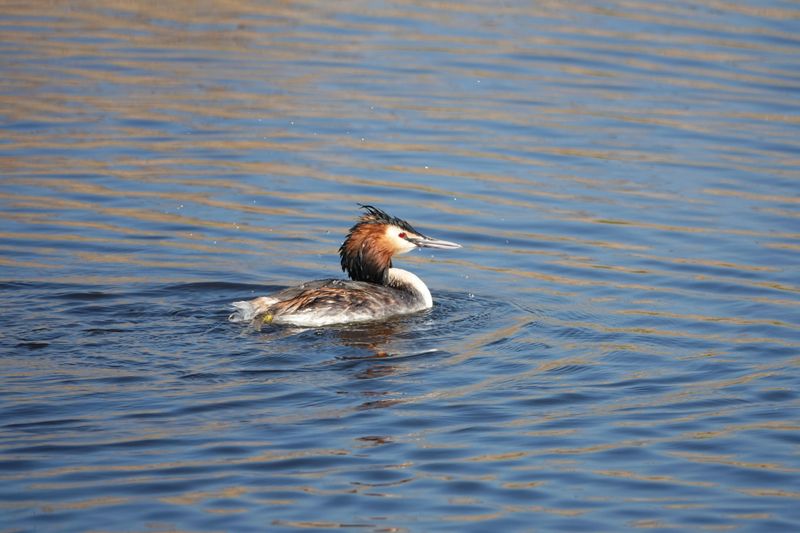 Watching the Loon Return to Northwoods Lakes, Brainerd Lakes Area, Minnesota