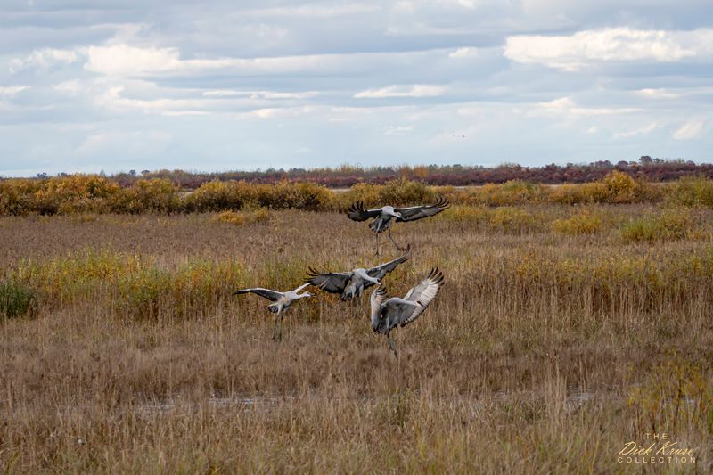 Watching the Whooping Crane Migration at Crex Meadows, Grantsburg Area, Wisconsin-Minnesota Border