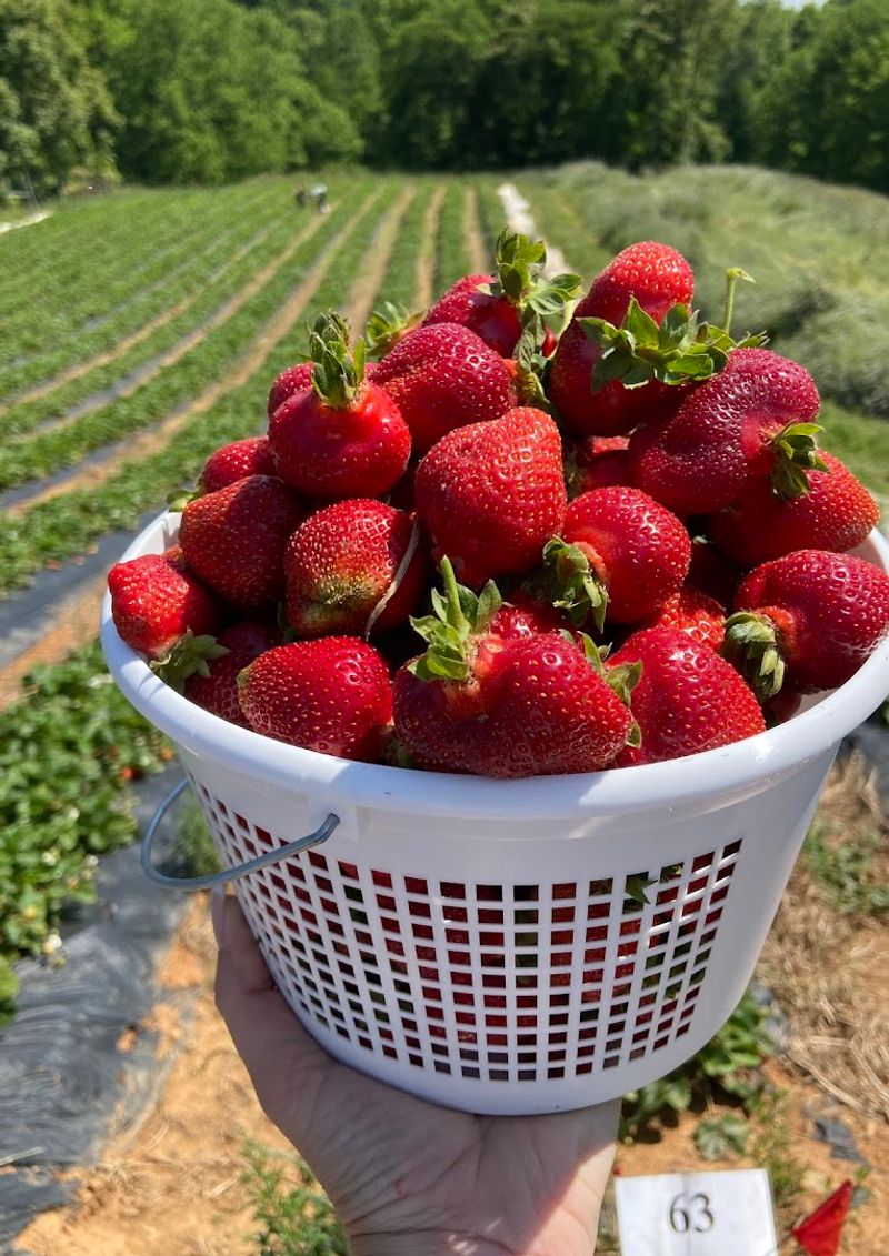 Wegmeyer Farms, Hamilton and Leesburg