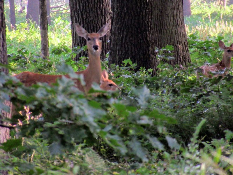 Wildlife Viewing Opportunities In A Suburban Setting