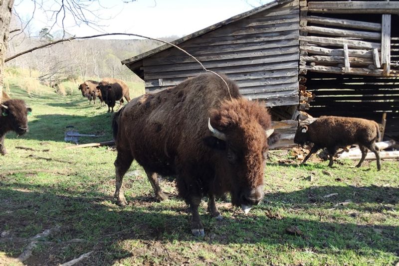 What Bison Farming Actually Looks Like Up Close