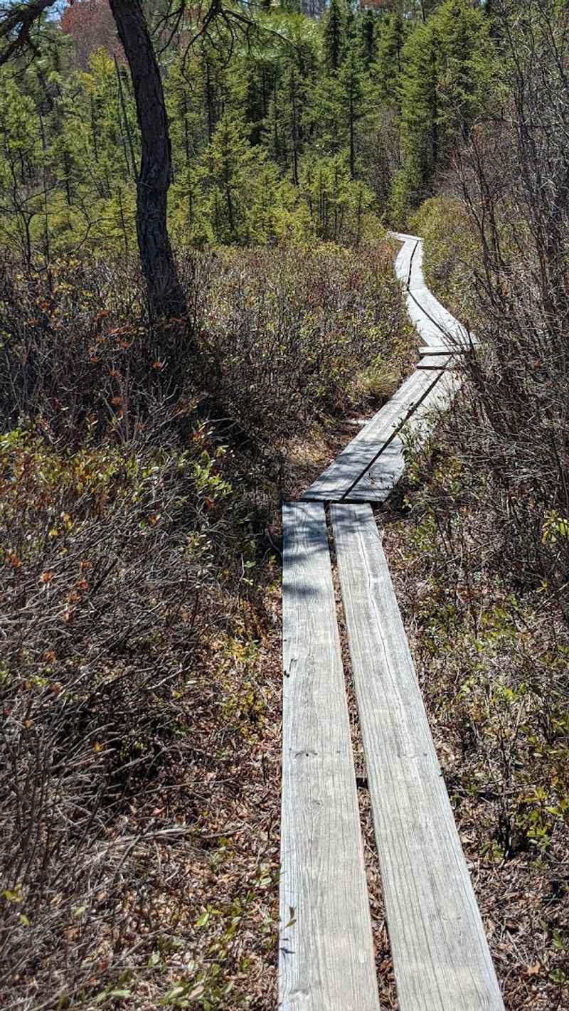 What Makes a Bog Different From a Swamp