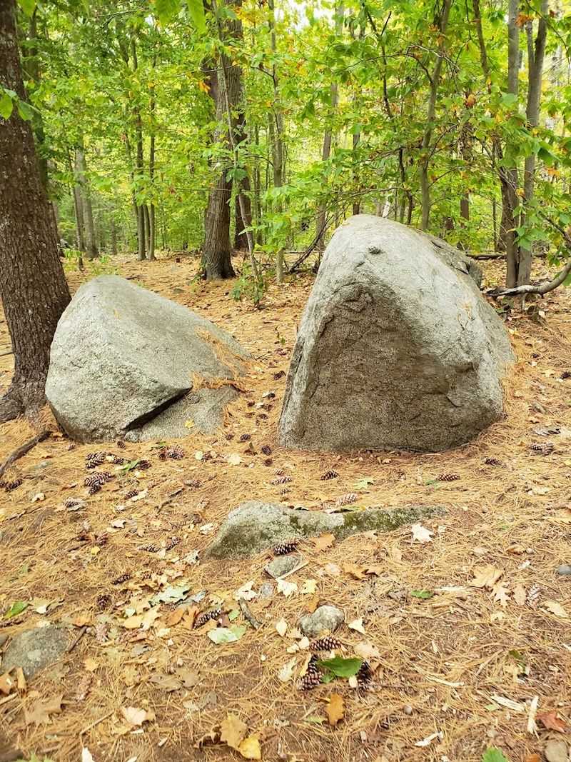 What To Bring For The Perfect Forest Visit
