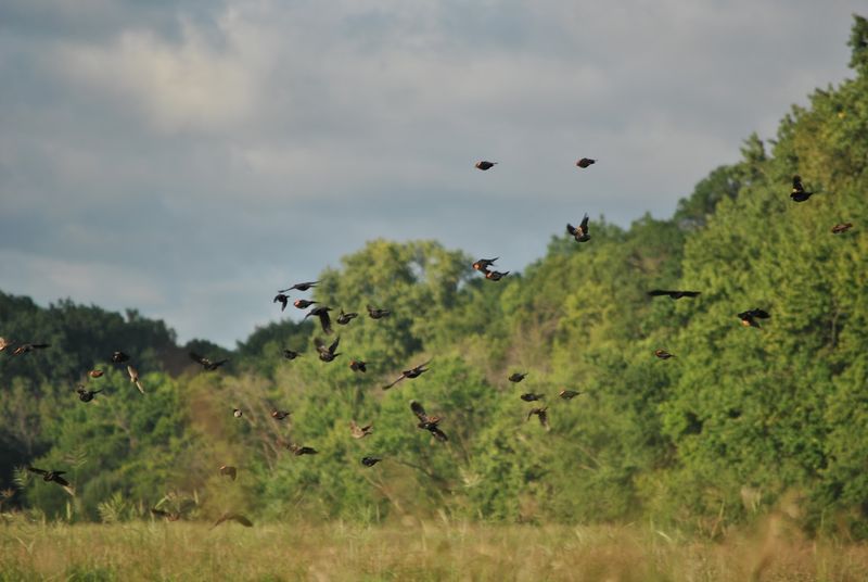 What You Might Spot In The Reeds