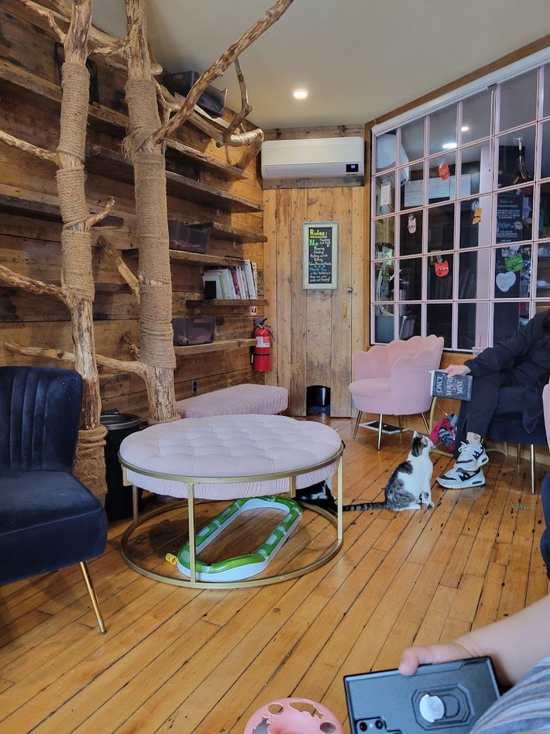 What the Cat Lounge Actually Feels Like