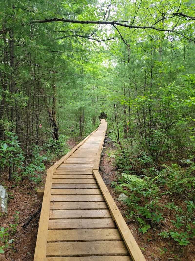 What the Forest Actually Offers Brave Daytime Visitors