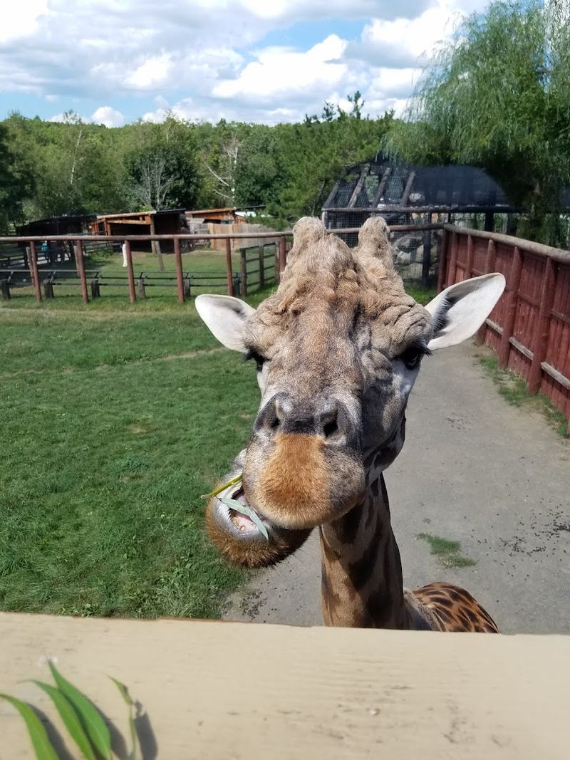 The Animals Up Close: What You Can Actually Expect to See