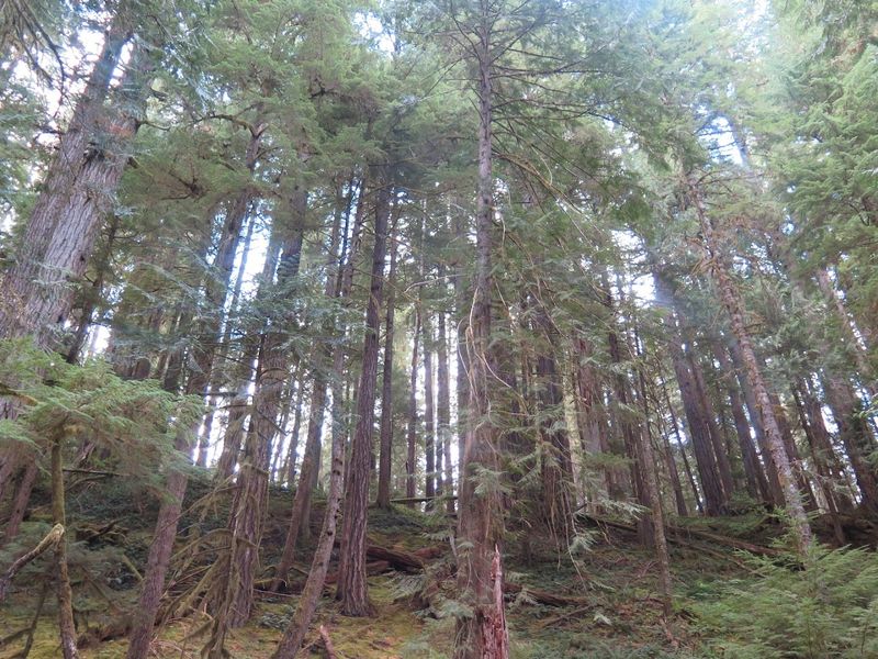 What the Old-Growth Forest Tells You