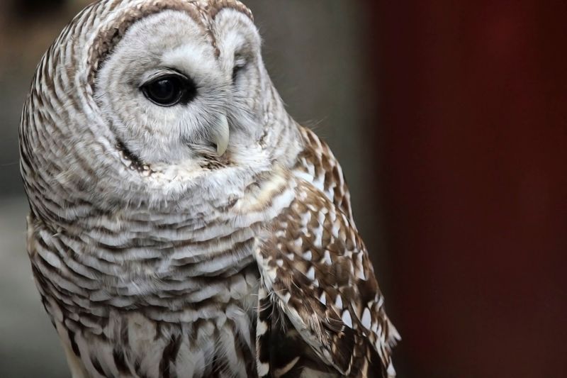 What to Expect When You Bring an Injured Bird