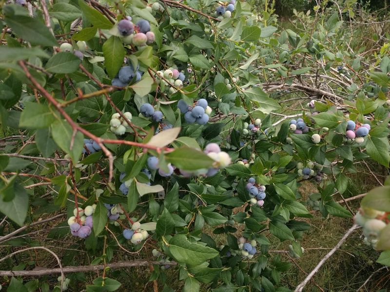 When To Show Up For the Best Berry Haul When To Show Up For the Best Berry Haul