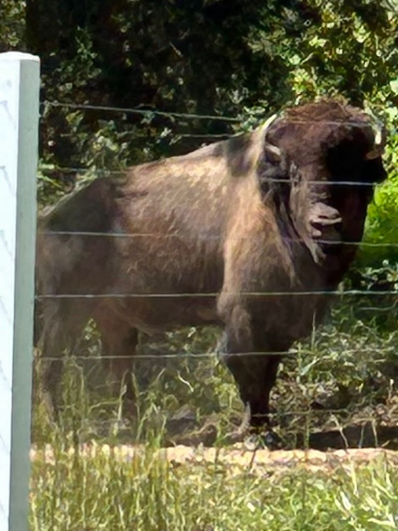 Why Bison Suit This Land Better Than Anyone Expected