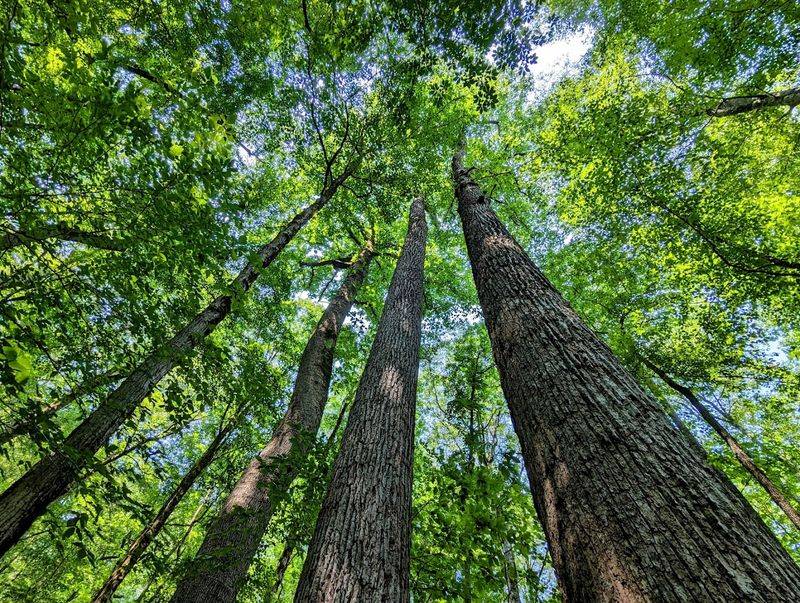 A Forest That Has Stood for Centuries