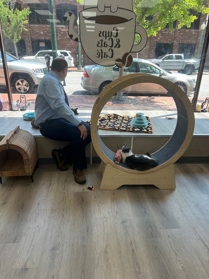 Why Cups and Cats Cafe Deserves a Spot on Your West Virginia Travel List