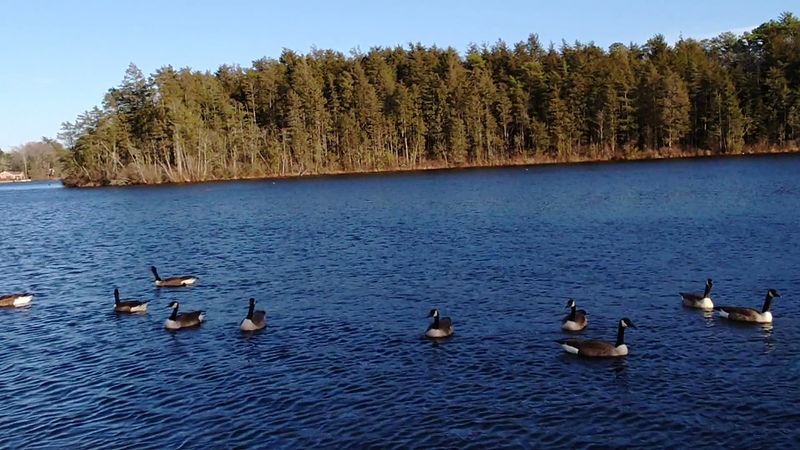 Why Hammonton Lake Deserves a Spot on Your Fishing List