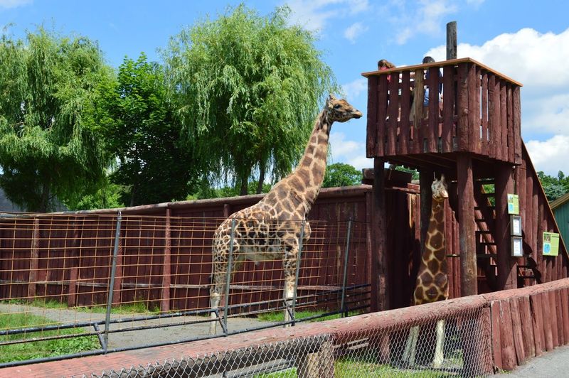 Visiting With Kids: What Makes Lupa Zoo a Local Favorite
