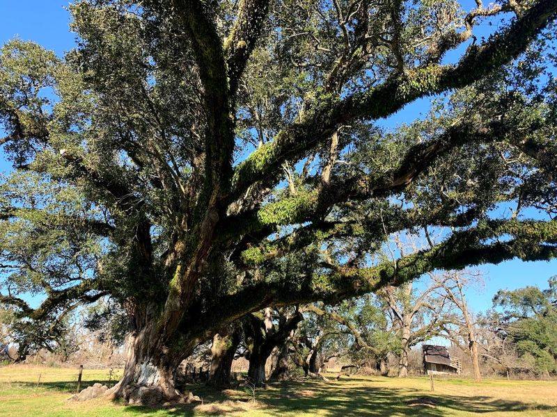Why Magnolia Plantation Stays With You Long After You Leave